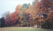 autumn.jpg
